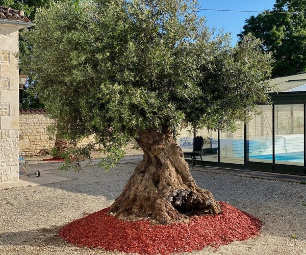 L'olivier près de la piscine